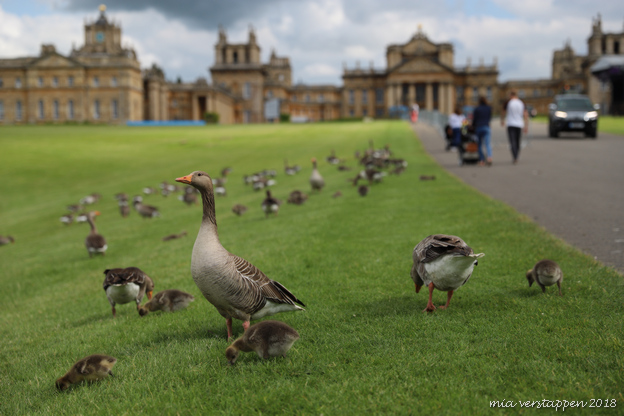 Blenheim Palace